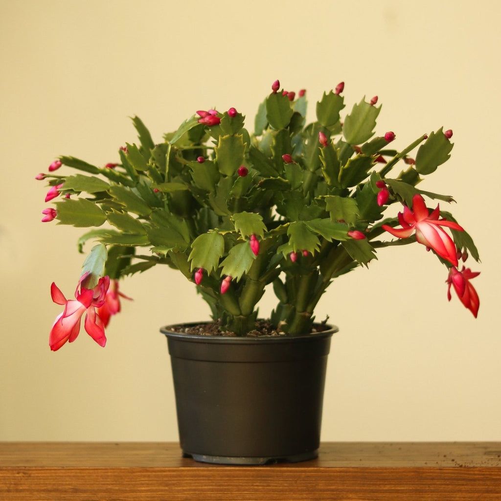Schlumbergera Bridgessii 'Christmas Cactus' - Ed's Plant Shop