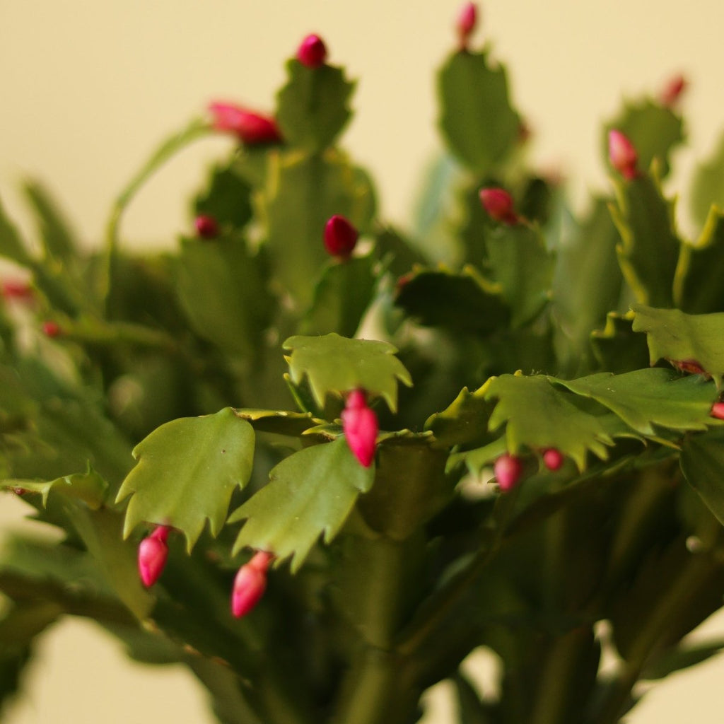 Schlumbergera Bridgessii 'christmas Cactus' – Ed's Plant Shop