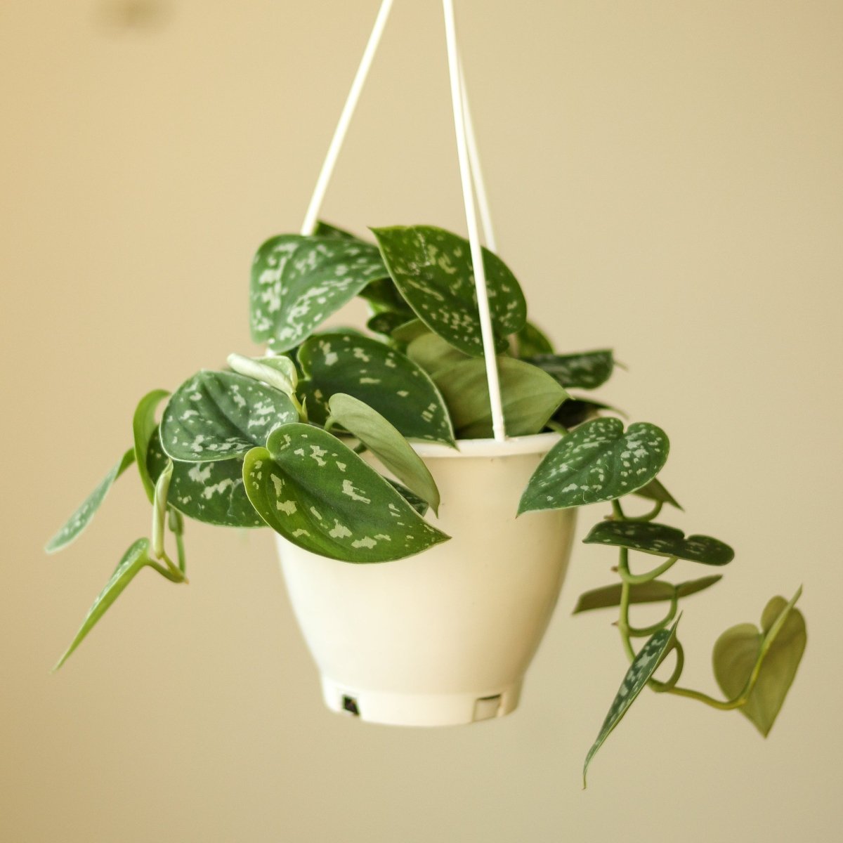 hanging satin pothos Scindapsus Pictus Argyraeus 'Satin Pothos' Hanging Basket
