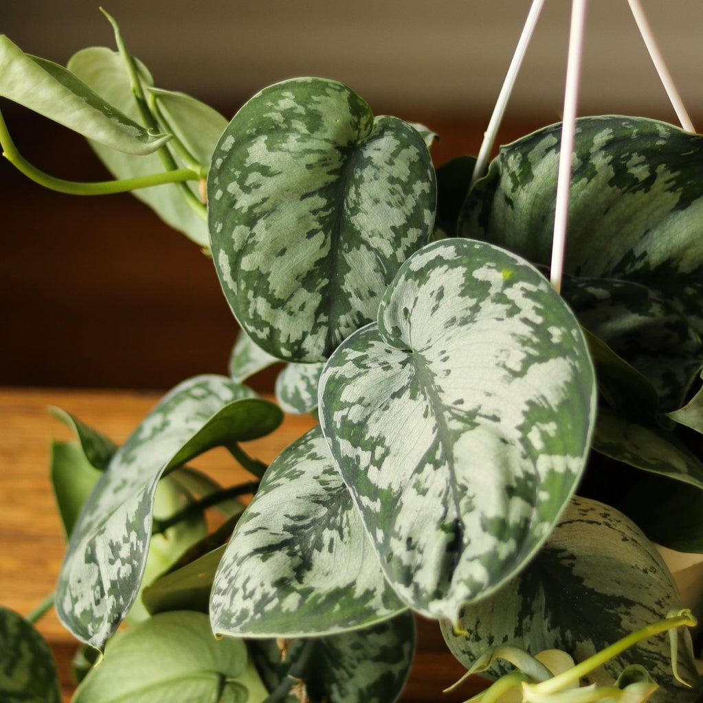 Scindapsus Pictus ‘Exotica’ Hanging Basket - Ed's Plant Shop