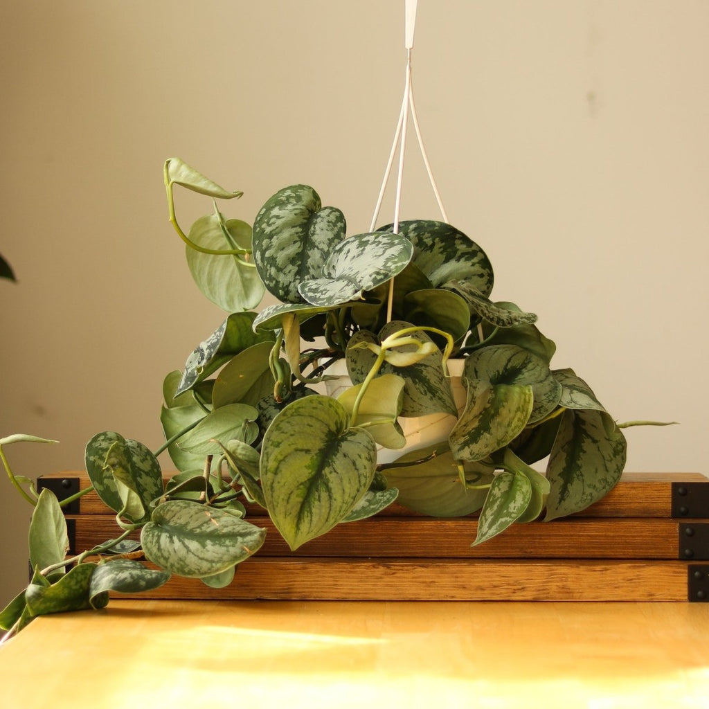 Scindapsus Pictus ‘Exotica’ Hanging Basket - Ed's Plant Shop