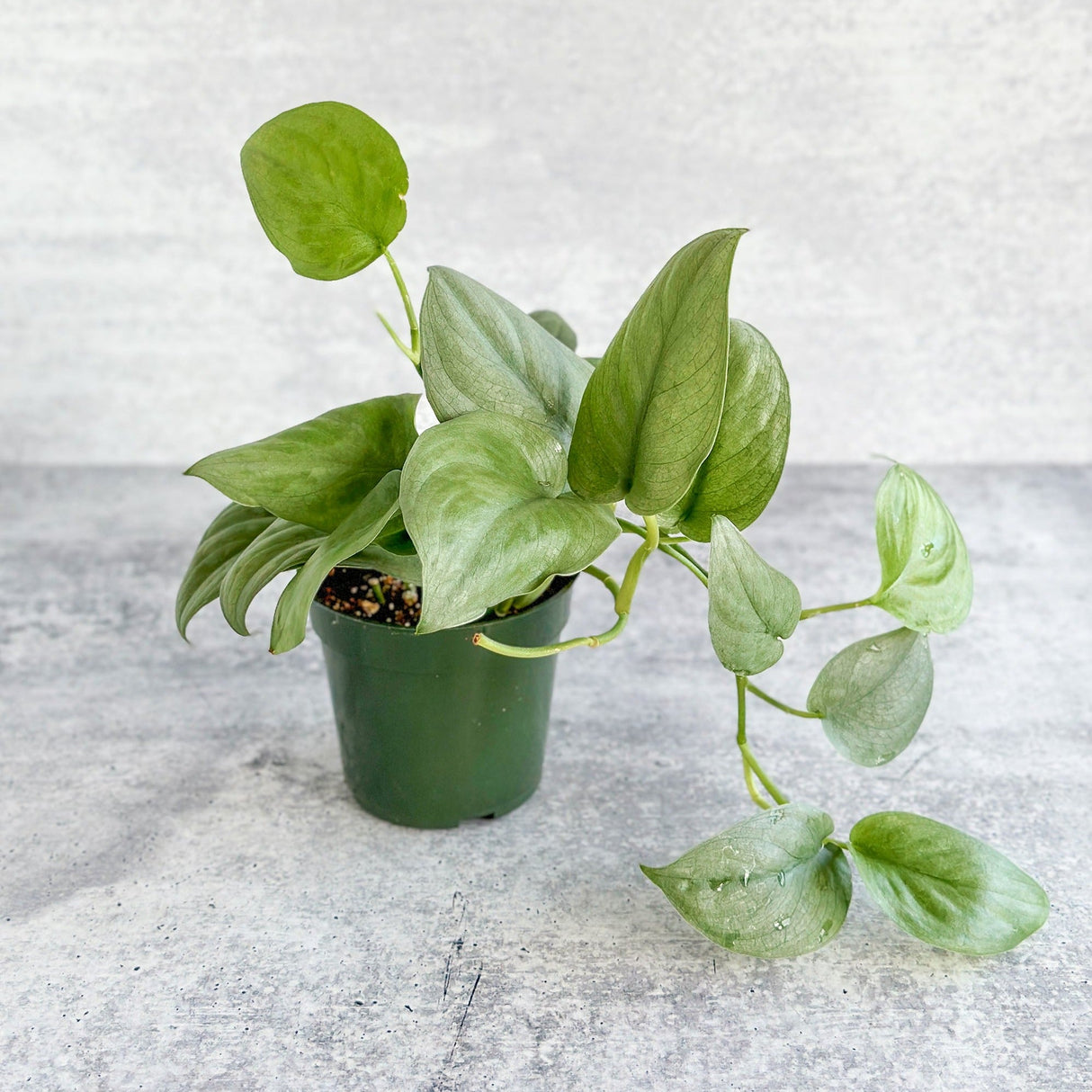 Scindapsus pictus 'Silver Hero' - Ed's Plant Shop