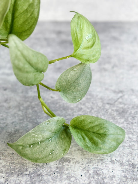 Scindapsus pictus 'Silver Hero' - Ed's Plant Shop