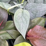 Scindapsus Pictus 'Sooo Silver' - Ed's Plant Shop