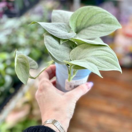 Scindapsus Pictus 'Sooo Silver' - Ed's Plant Shop