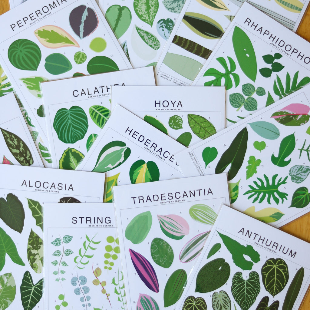 Scindapsus Species ID Chart - Botanical Houseplant Art Print - Ed's Plant Shop
