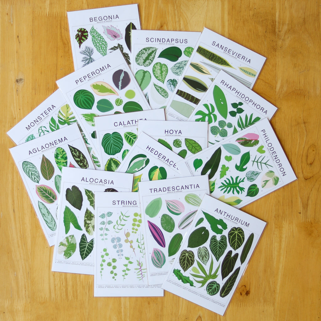 Scindapsus Species ID Chart - Botanical Houseplant Art Print - Ed's Plant Shop