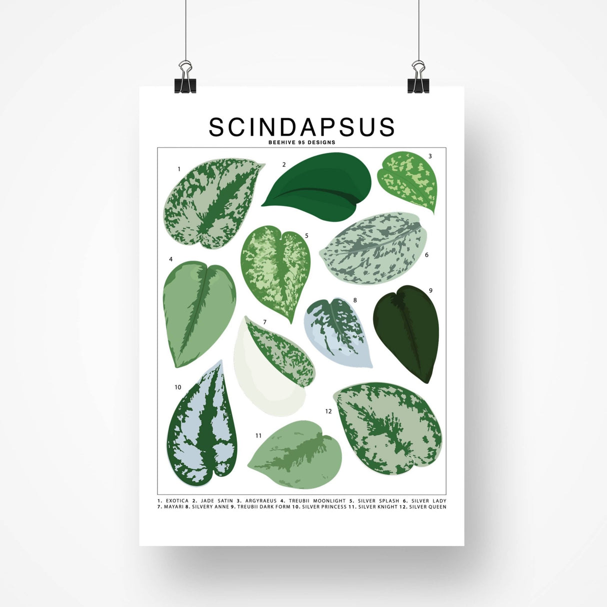 Scindapsus Species ID Chart - Botanical Houseplant Art Print - Ed's Plant Shop