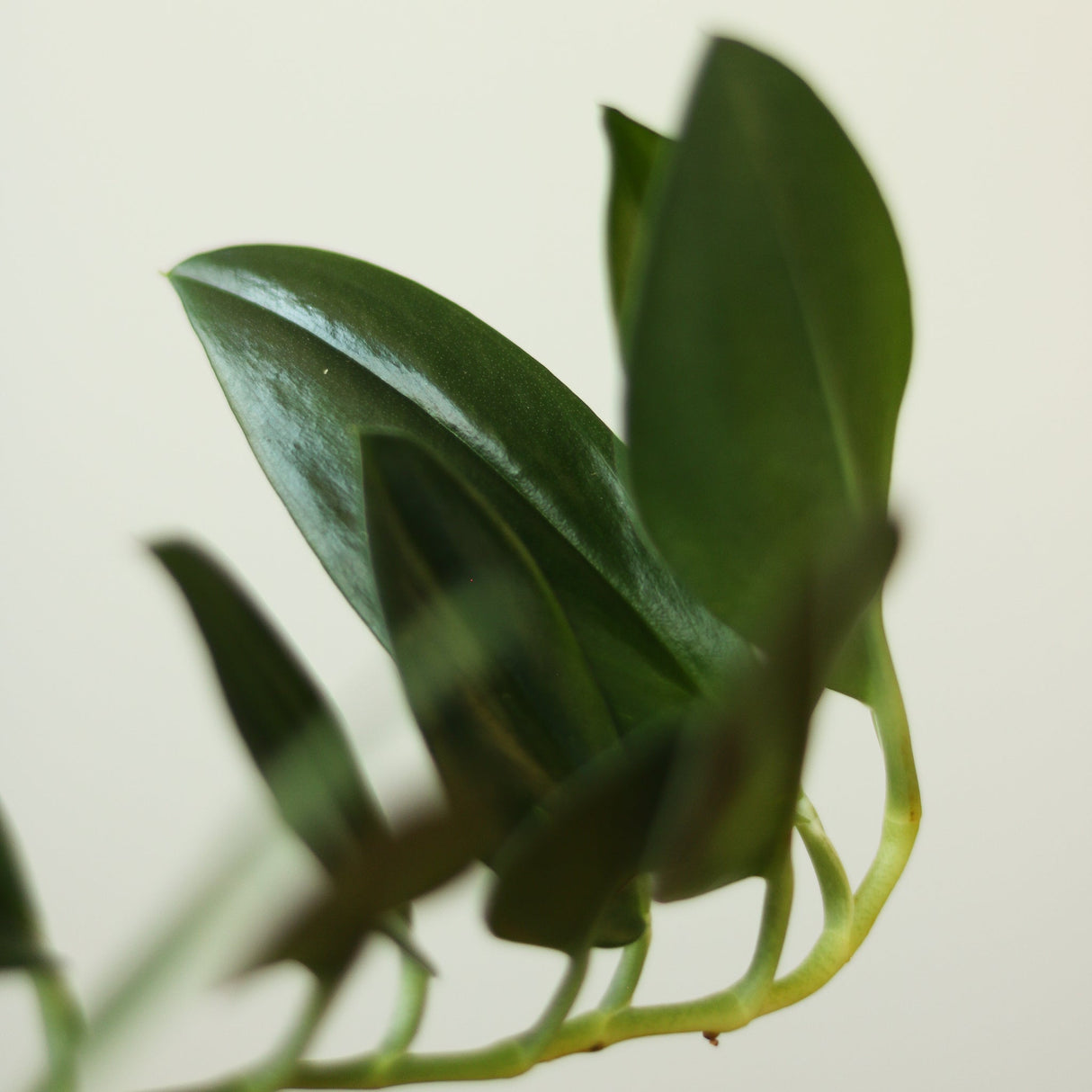 Scindapsus treubii 'Dark Form' - Ed's Plant Shop