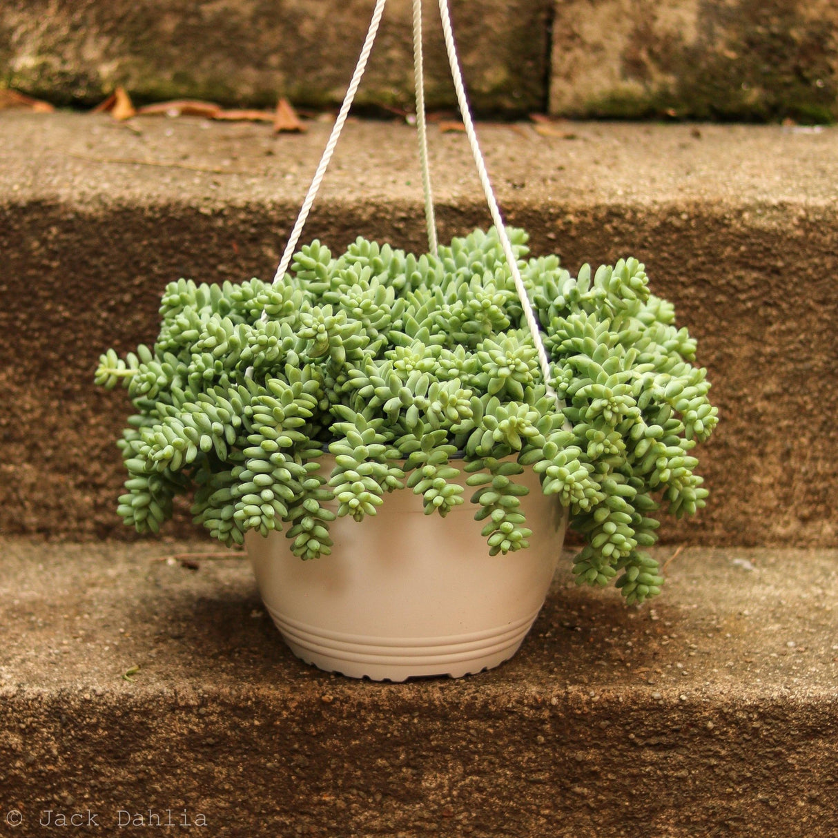 Sedum Morganianum 'Burro’s Tail Cactus' - Ed's Plant Shop