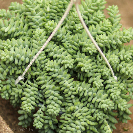 Sedum Morganianum 'Burro’s Tail Cactus' - Ed's Plant Shop