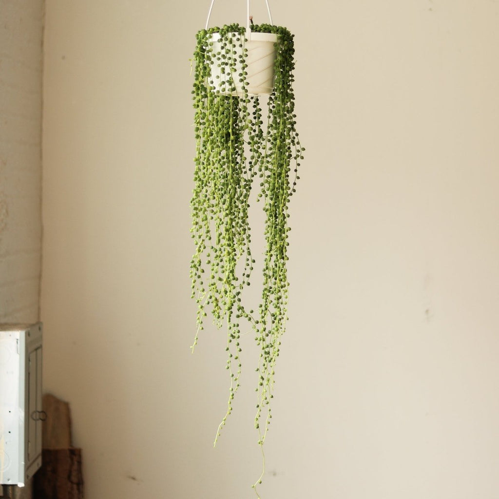 Senecio Rowleyanus 'String of Pearls' Hanging Basket - Ed's Plant Shop