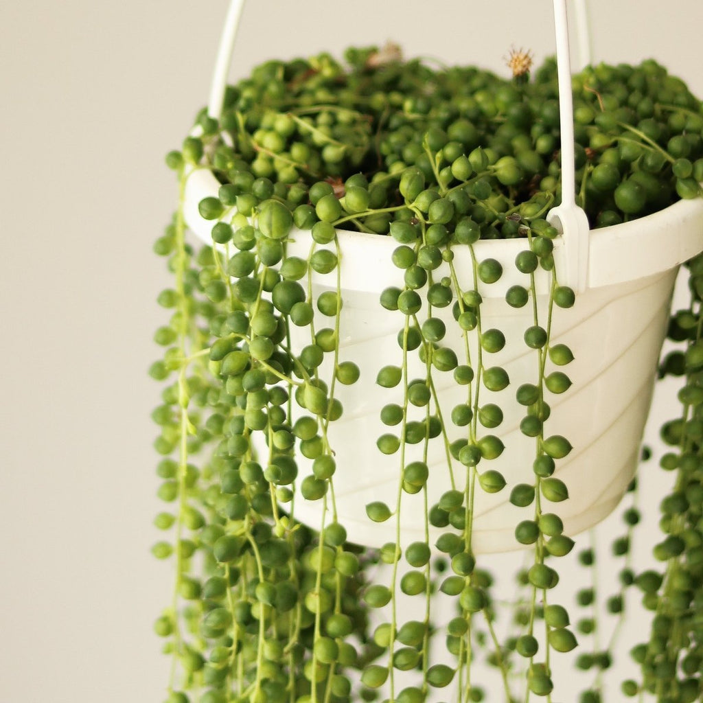 Senecio Rowleyanus 'String of Pearls' Hanging Basket - Ed's Plant Shop