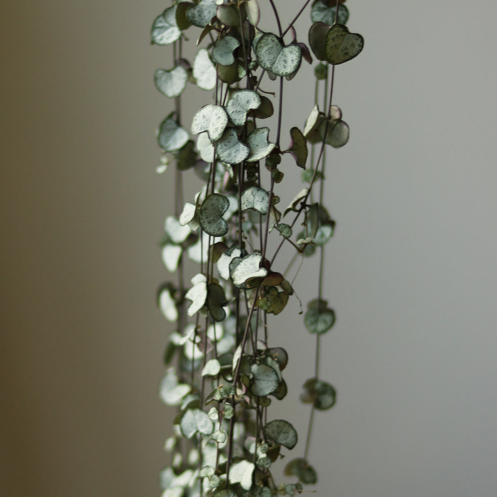 Silver Glory String of Hearts - Ceropegia linearis woodii - Ed's Plant Shop