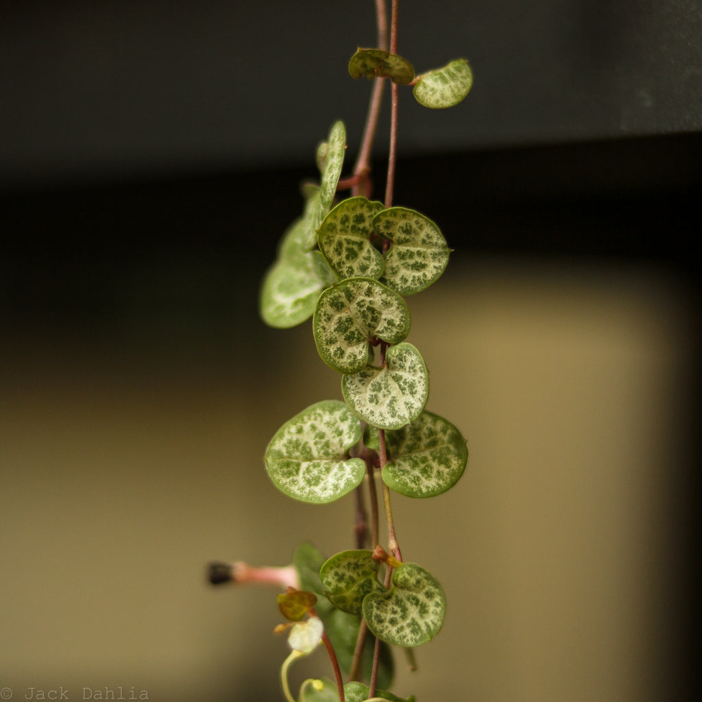 Silver Glory String of Hearts - Ceropegia linearis woodii - Ed's Plant Shop
