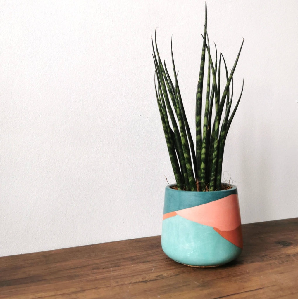 Small Colourful Jesmonite Pot for 2 Inch Plants - Ed's Plant Shop