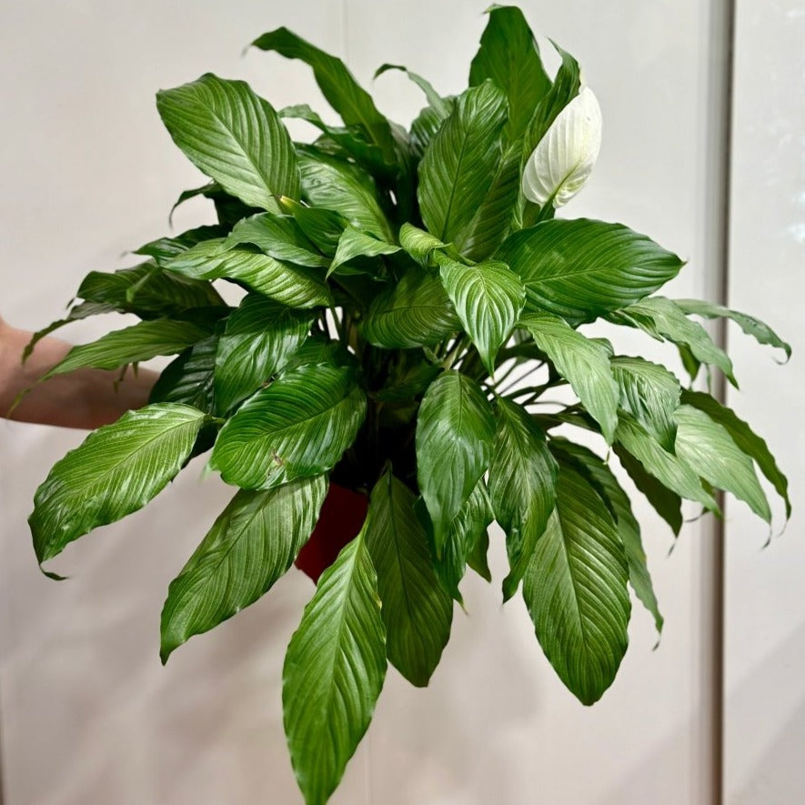 Spathiphyllum 'Platinum Mist' - Dappled Leaf Peace Lily - Ed's Plant Shop