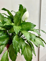 Spathiphyllum 'Platinum Mist' - Dappled Leaf Peace Lily - Ed's Plant Shop