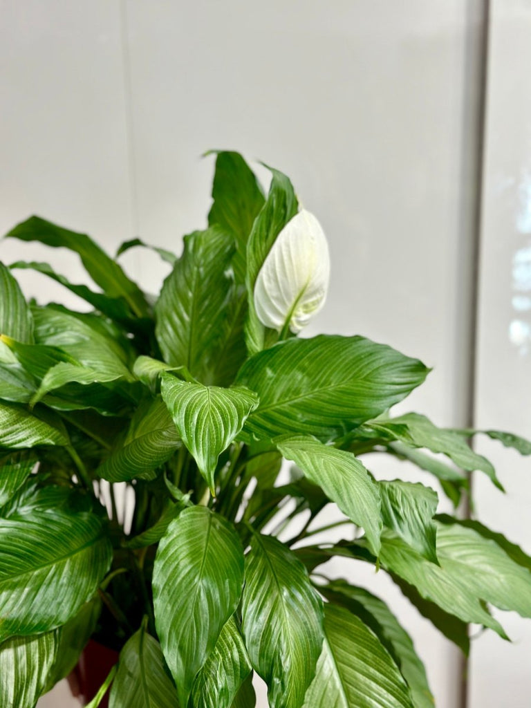 Spathiphyllum 'Platinum Mist' - Dappled Leaf Peace Lily - Ed's Plant Shop