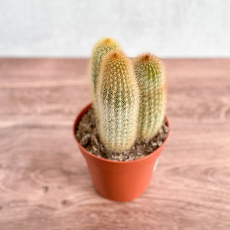 Spiky Tail Cactus - Ed's Plant Shop