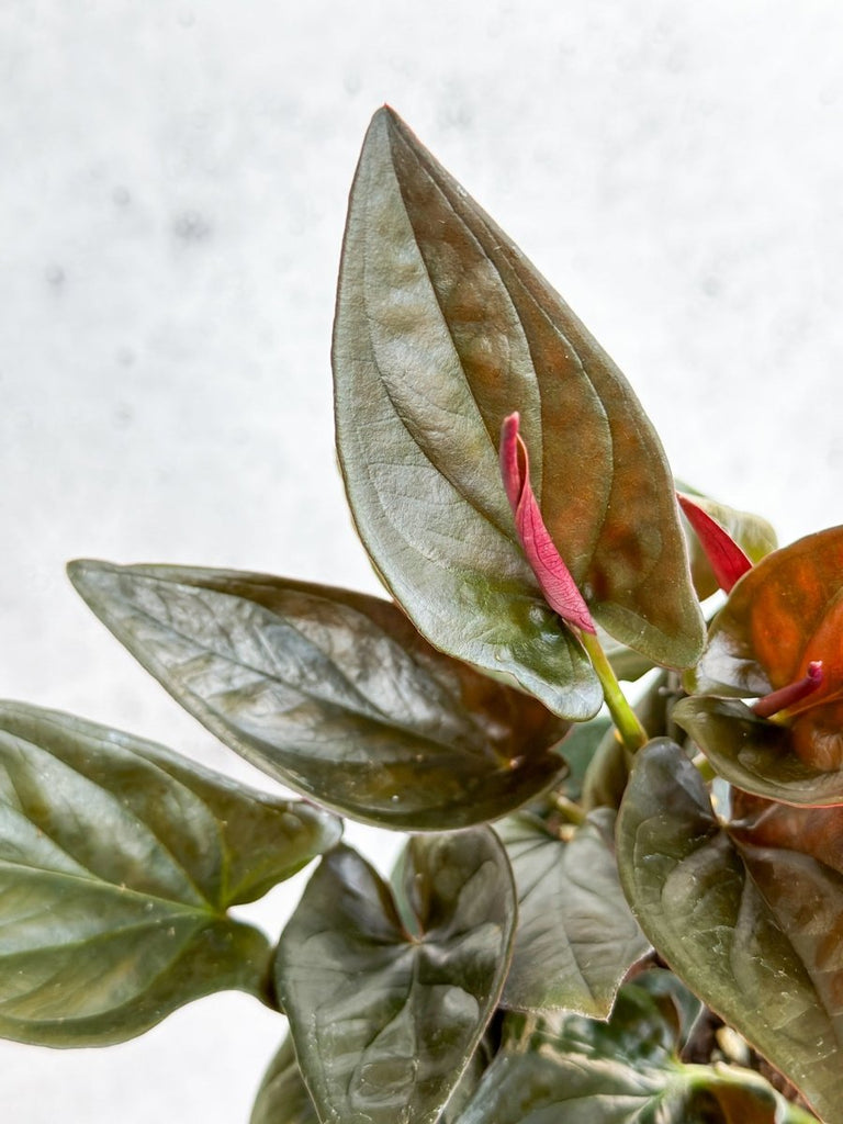 Syngonium erythrophyllum 'Llano-Carti Road- Red Secret Arrow Plant - Ed's Plant Shop