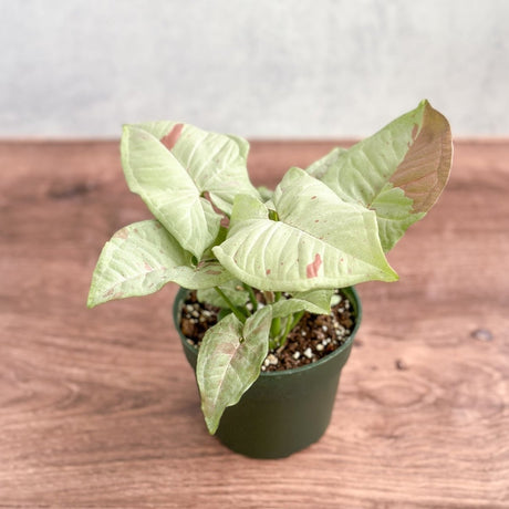 Syngonium 'Milk Confetti' - Ed's Plant Shop