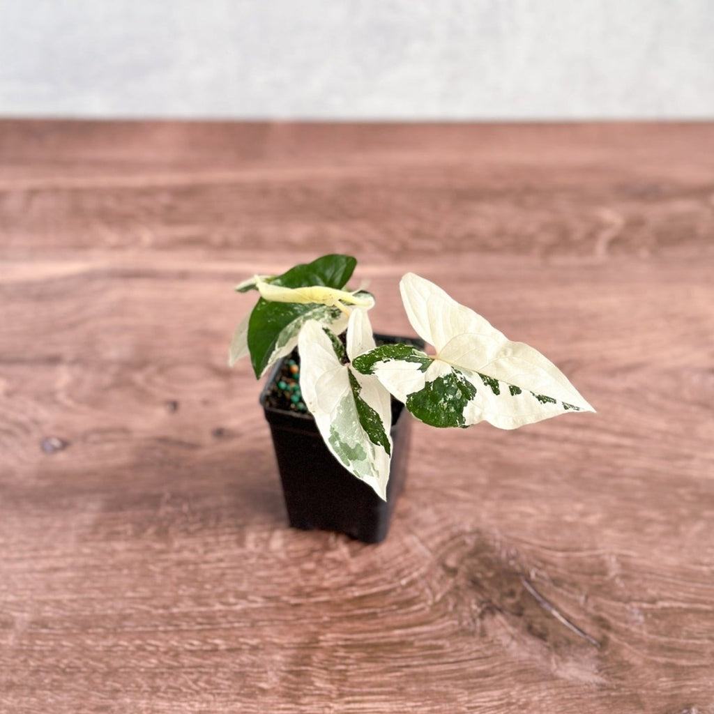 Syngonium Podophyllum - Albo - Ed's Plant Shop