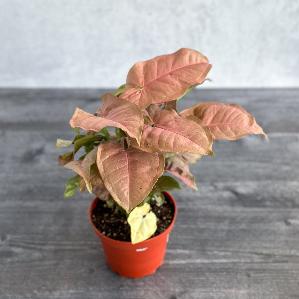 Syngonium robusta 'Neon' - Ed's Plant Shop