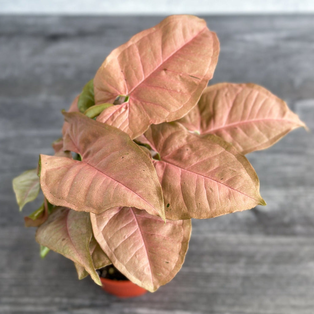 Syngonium robusta 'Neon' - Ed's Plant Shop