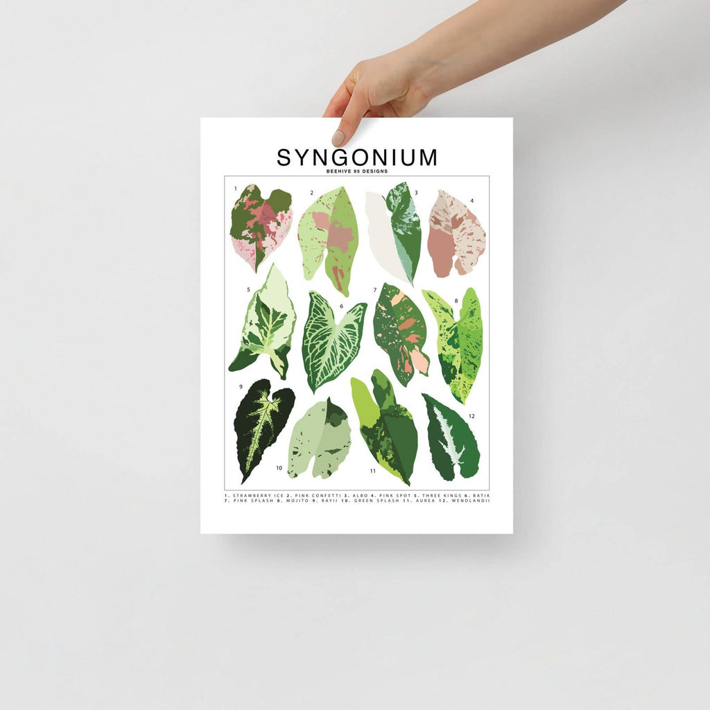 Syngonium Species ID Chart - Botanical Houseplant Art Print - Ed's Plant Shop