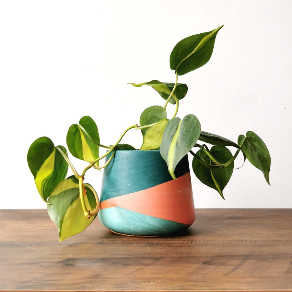 Terrazzo Jesmonite Patterned Pot for 3-Inch Plants - Ed's Plant Shop