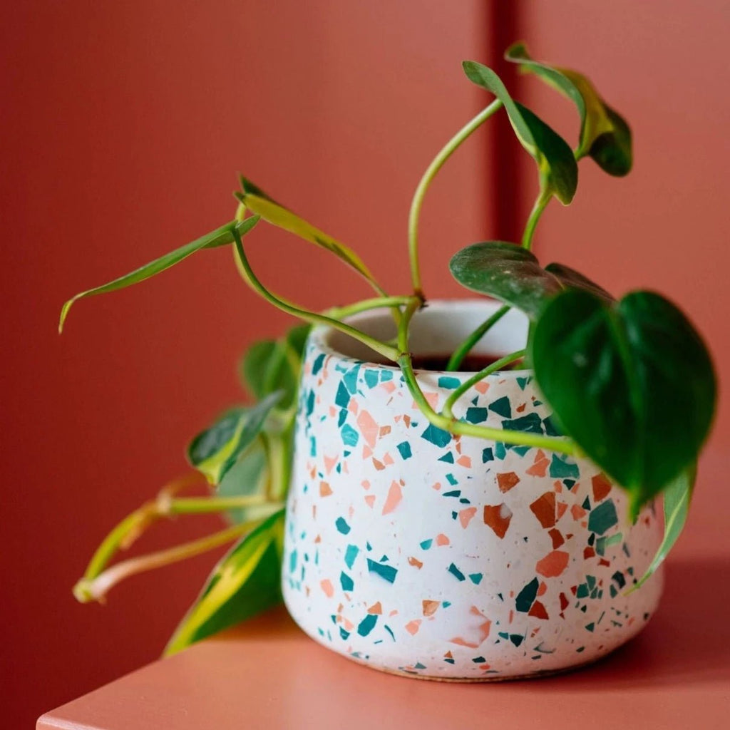 Terrazzo Jesmonite Patterned Pot for 3-Inch Plants - Ed's Plant Shop