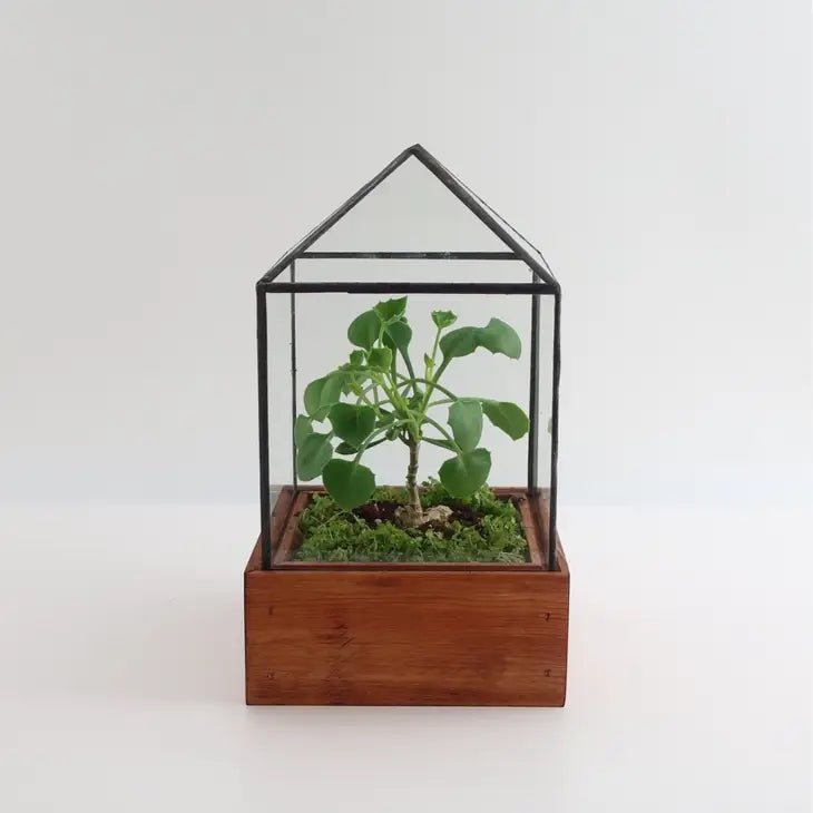 The Dorman Glass and Wood Terrarium, Mini Greenhouse - Ed's Plant Shop