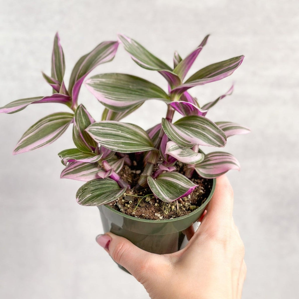 Tradescantia Blossfeldiana cerinthoides variegata "Bubblegum"/“Lilac” - Ed's Plant Shop