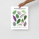 Tradescantia Species ID Chart - Botanical Houseplant Art Print - Ed's Plant Shop