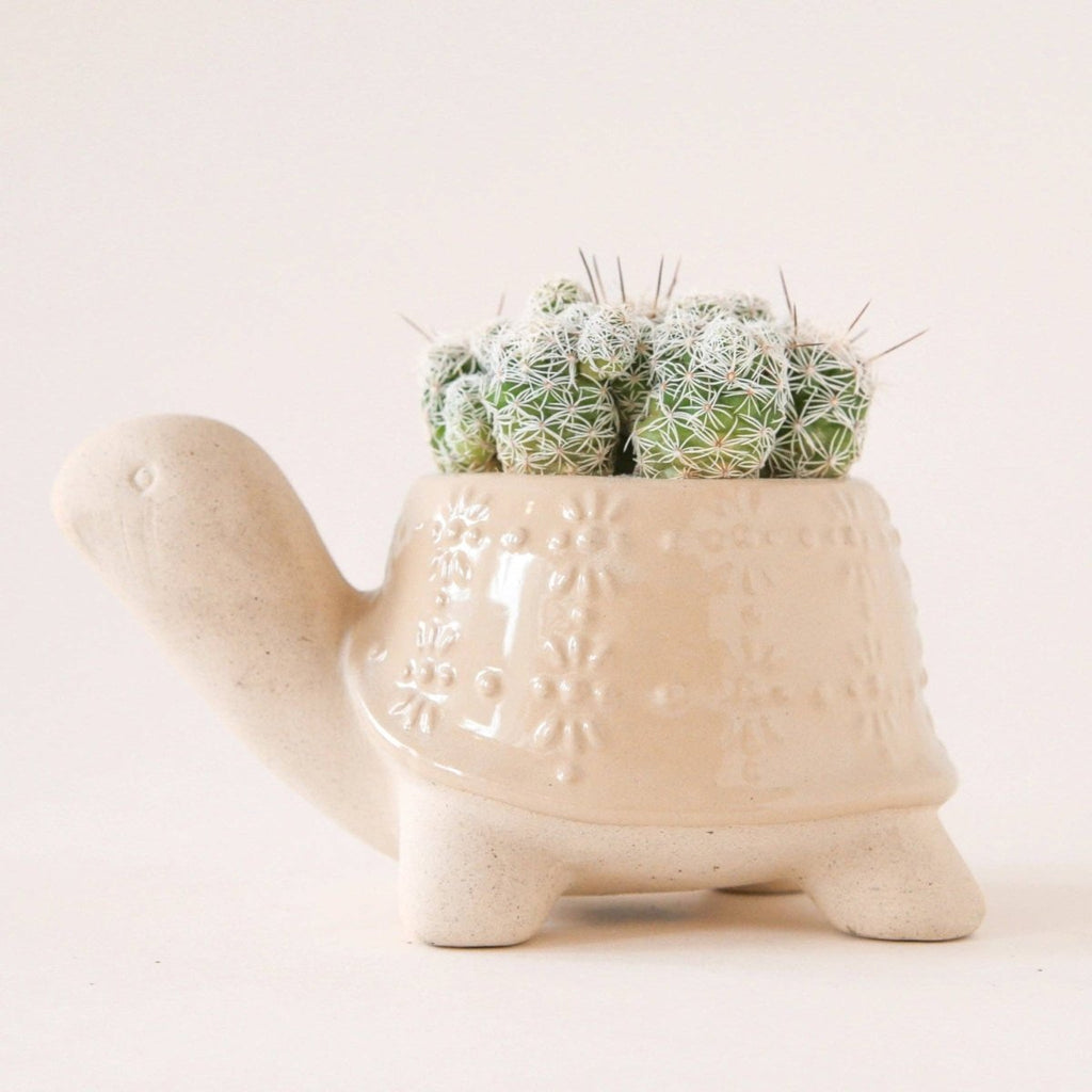 Turtle Ceramic Planter - Ed's Plant Shop