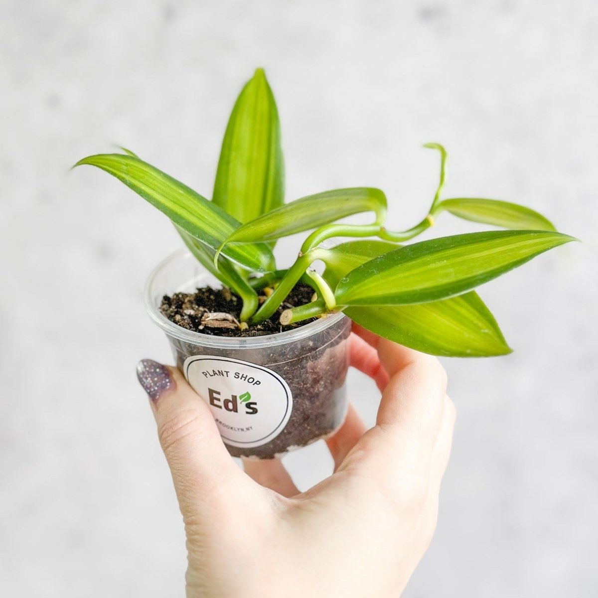 Vanilla planifolia varigated - Variegated Vanilla - Ed's Plant Shop