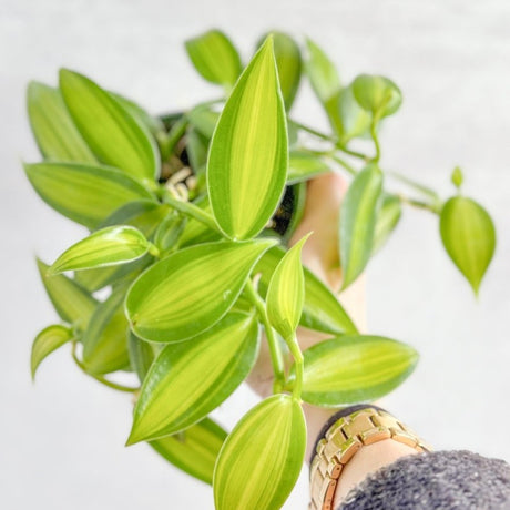 Vanilla planifolia varigated - Variegated Vanilla - Ed's Plant Shop