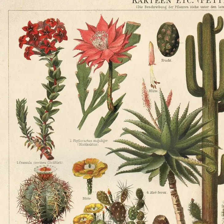 Vintage Botanical Cactus Art - Ed's Plant Shop