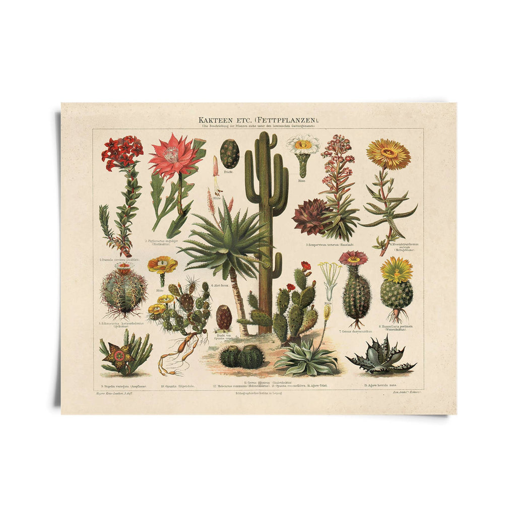 Vintage Botanical Cactus Art - Ed's Plant Shop
