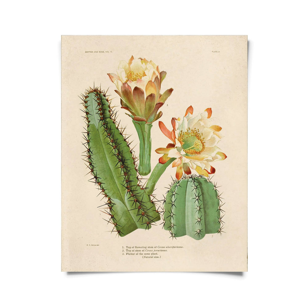 Vintage Botanical Cactus Print - Ed's Plant Shop
