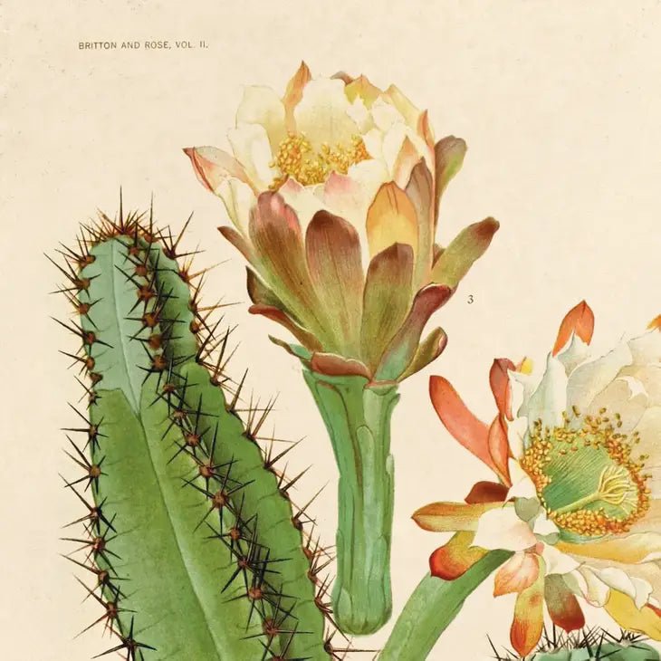 Vintage Botanical Cactus Print - Ed's Plant Shop