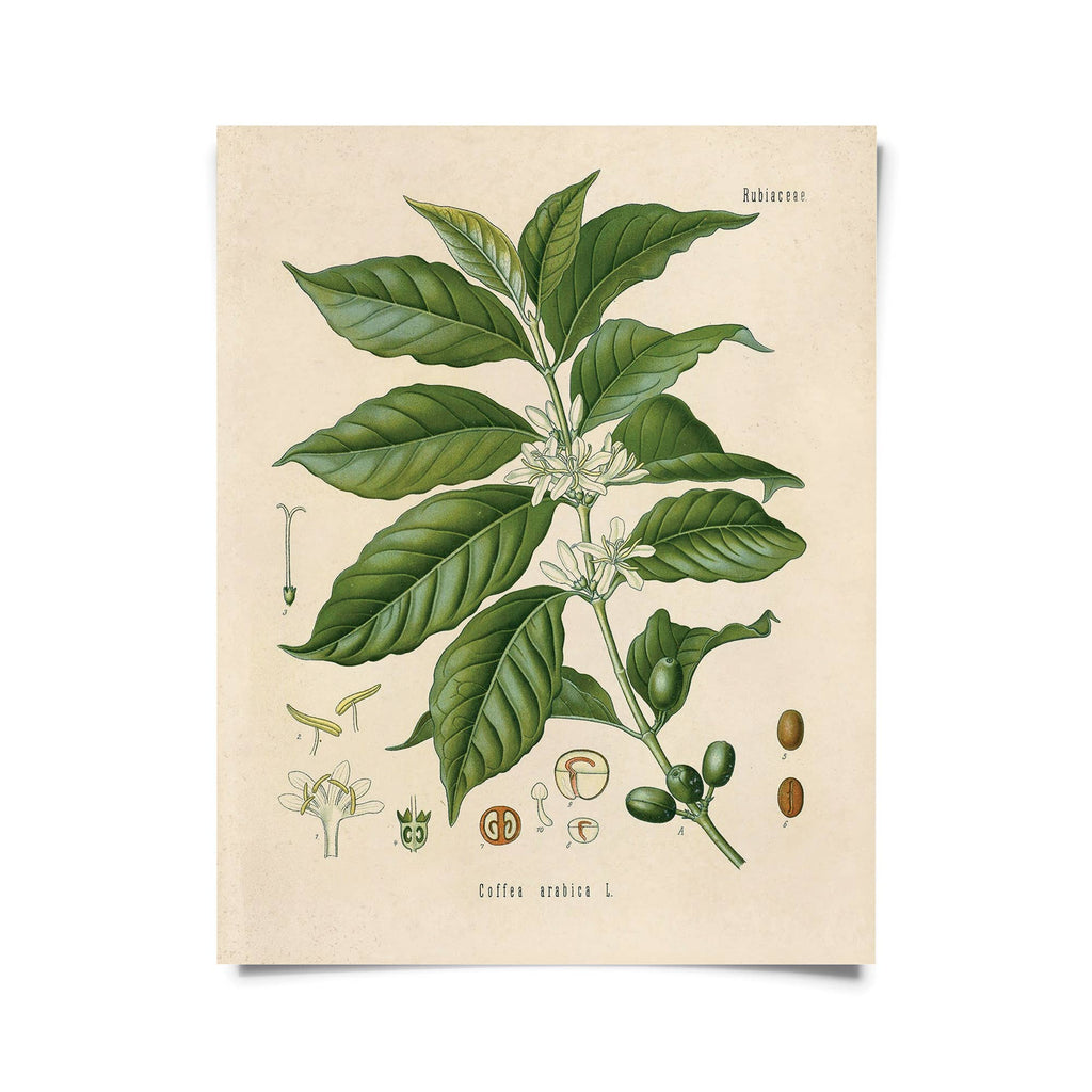 Vintage Botanical Coffee Plant Print - Ed's Plant Shop