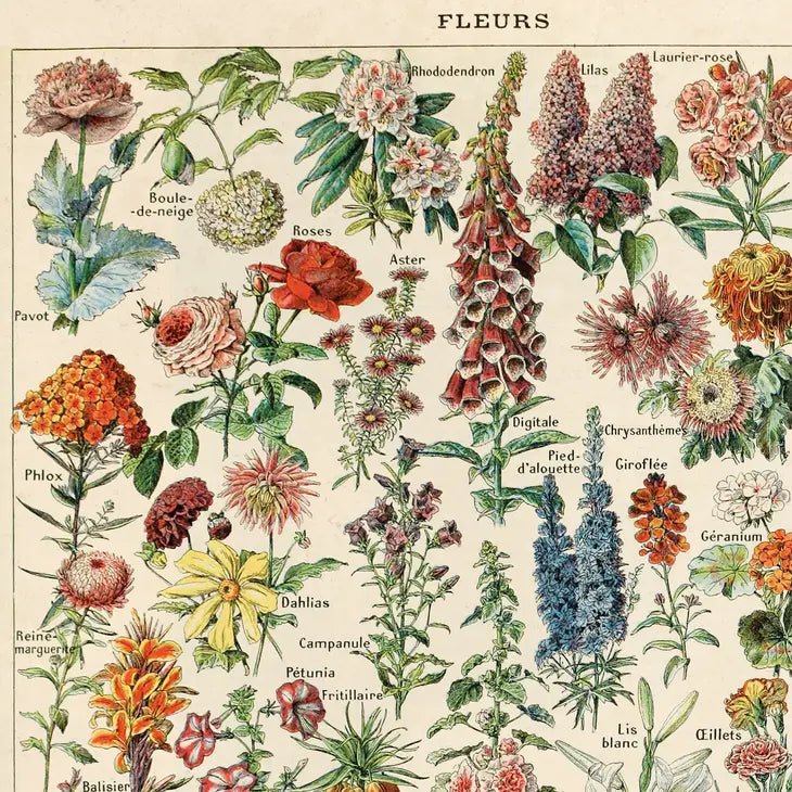 Vintage Botanical Fleurs Garden Flower Print - Ed's Plant Shop