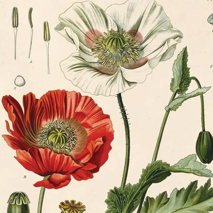 Vintage-Style Botanical Opium Poppy Flower Print - Ed's Plant Shop