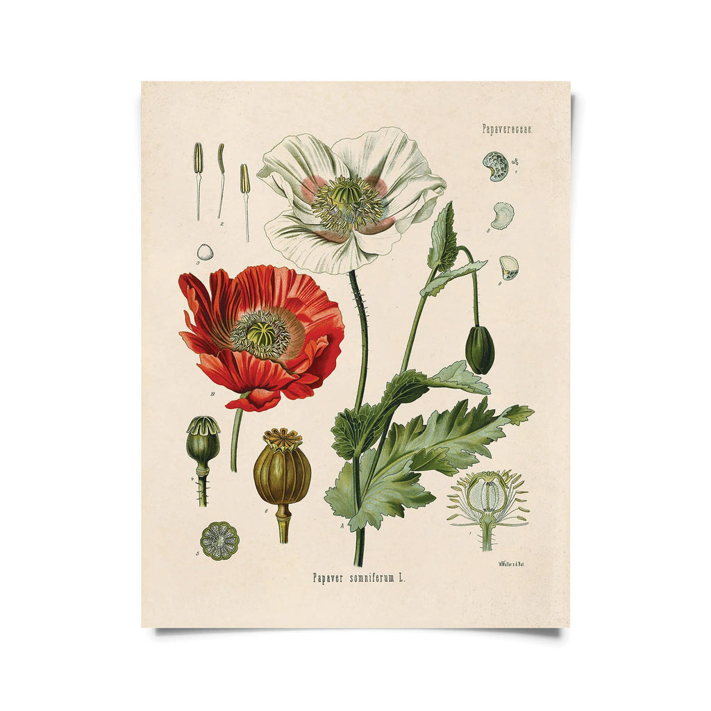 Vintage-Style Botanical Opium Poppy Flower Print - Ed's Plant Shop