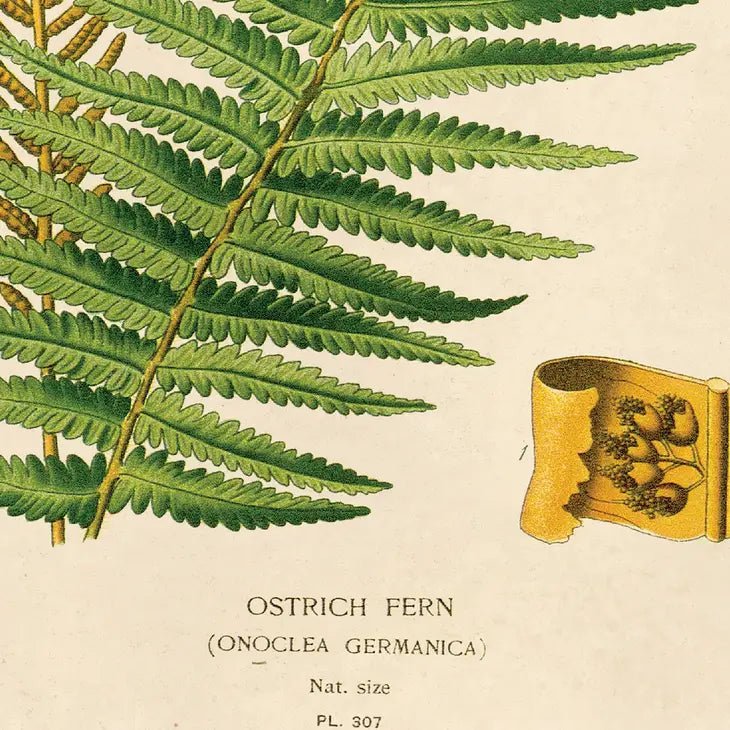 Vintage-Style Botanical Ostrich Fern Print - Ed's Plant Shop