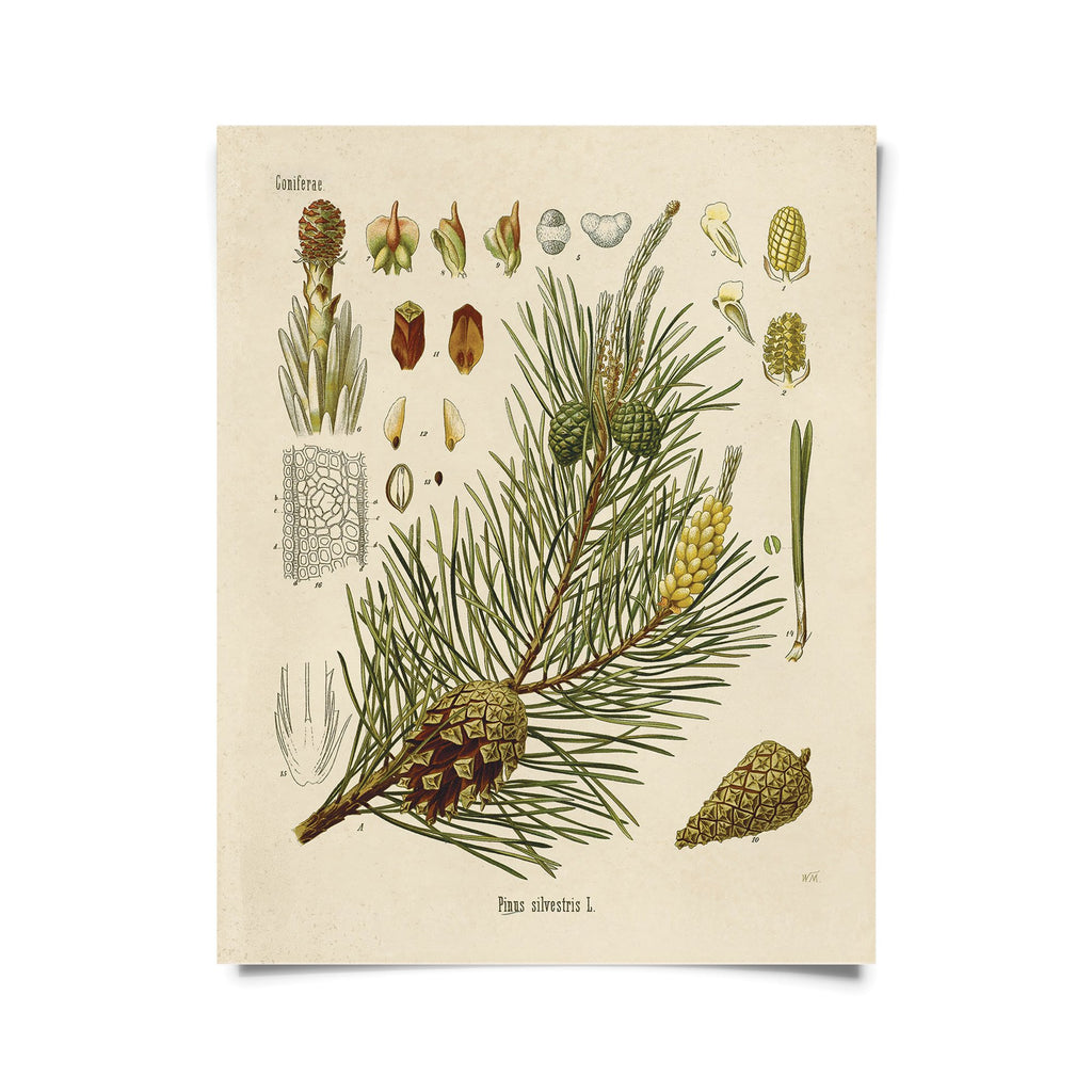 Vintage-Style Botanical Scots Pine Print - Ed's Plant Shop