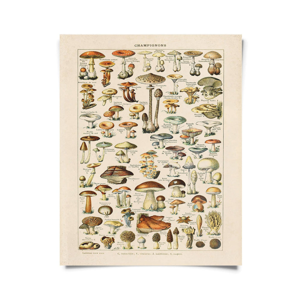 Vintage-Style French Champignons Mushroom Print - Ed's Plant Shop