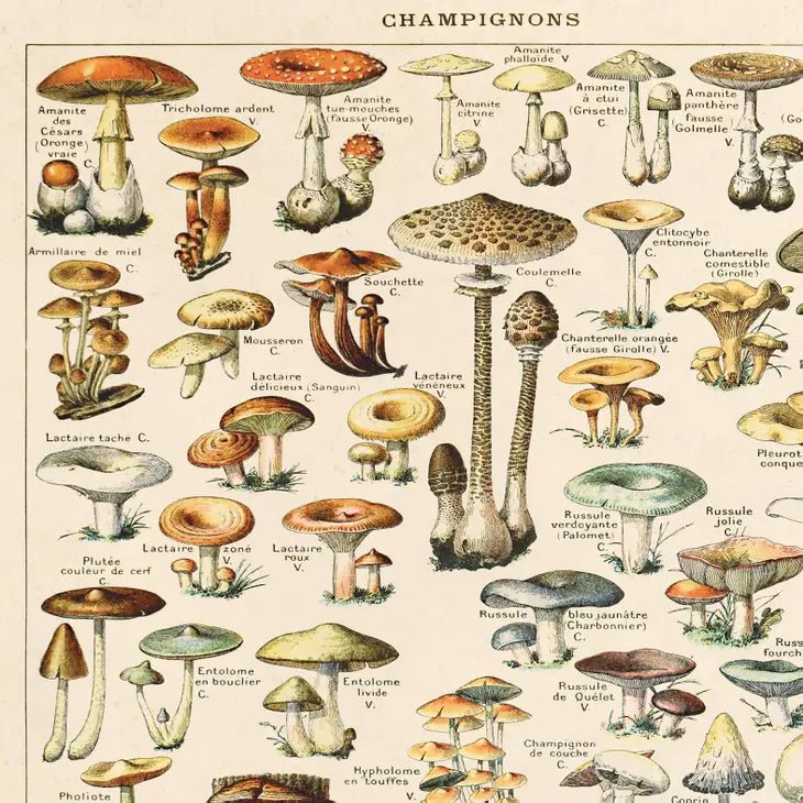 Vintage-Style French Champignons Mushroom Print - Ed's Plant Shop